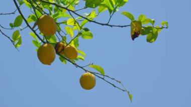 Sarı limonlar açık mavi bir gökyüzünün altında sarkan yeşil bir ağaç dalından sarkan parlak bir doğal ortam ve sağlıklı yapraklar sergiliyorlar..
