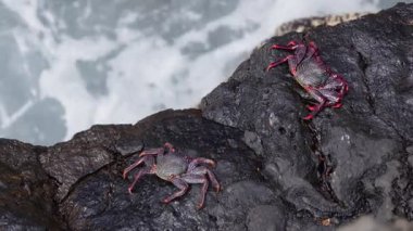 Dalgalar kıyıya çarptığında iki canlı yengeç, kıyı bölgesinde karayla deniz arasındaki kontrastı gözler önüne seriyor..