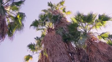 Uzun palmiye ağaçları manzaraya hükmediyor, berrak mavi gökyüzüne karşı güneşlenerek sakin ve tropikal bir atmosfer yaratıyor..