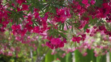 Renkli pembe çiçekler yemyeşil çiçeklerden sarkan, güneşli bir günde huzurlu bir bahçede sergilenen güzellikler..