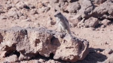 Küçük bir yaratık, güneşin altındaki büyük bir kayanın üzerindeki çevresini araştırıyor..