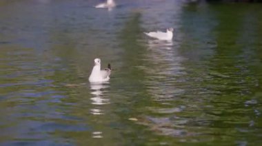 Üç martı, yemyeşil yemyeşil ve berrak gökyüzü ile çevrili hafif dalgalarda gezinirken güneş ışığını yansıtan sakin bir gölde huzur içinde süzülür..
