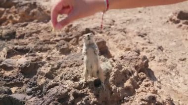 Şakacı bir mirket, bir elin uzandığı yerde yiyecek sunarken kayalık zemini araştırır. Bu an doğal ortamda vahşi yaşamın harikalarını yakalar..