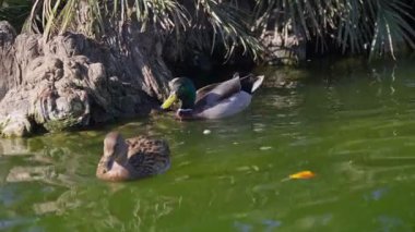 İki ördek, canlı yeşilliklerle çevrili yemyeşil bir gölette süzülüyor. Güneş ışığı suyu nemlendirir, sakin bir atmosfer yaratır..