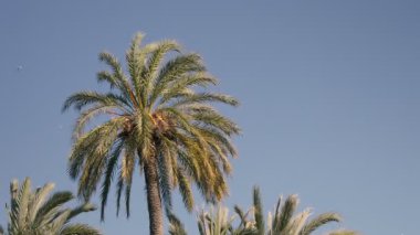 Palmiye ağaçlarının parlak mavi gökyüzünün altında yavaşça sallanarak güneş ve sükunetle dolu tropikal bir atmosfer yarattığı sakin bir an..