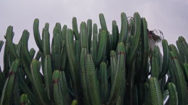 Uzun, dikenli kaktüsler, bulutlu gökyüzü zeminine karşı yemyeşil bir bahçeye hükmediyor. Öğleden sonra Meksika topraklarının zengin biyolojik çeşitliliğini gözler önüne seriyor..