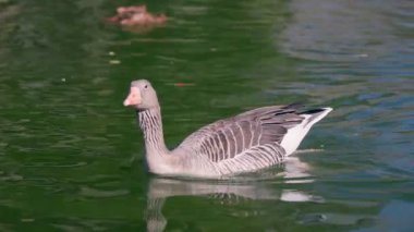 A graceful goose swims in calm waters, framed by lush greenery, embodying the serene essence of early morning light.