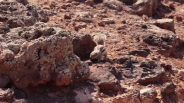 Meraklı bir sincap engebeli arazide dolaşır, sıcak güneşin altında kayalar arasında dart atar, neşeli doğasını ve çevikliğini gösterir..