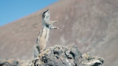 Küçük bir yaratık bir kayanın üzerinde duruyor, bir ele doğru uzanarak yiyecek sunuyor. Engebeli arazi ve çorak dağlar çarpıcı bir zemin oluşturur..