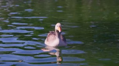 Yalnız bir kaz, sakin sularda zahmetsizce yüzer. Etrafı sakin bir manzarayla çevrilidir. Güneş ışığı hafif dalgalar üzerinde parıldarken..