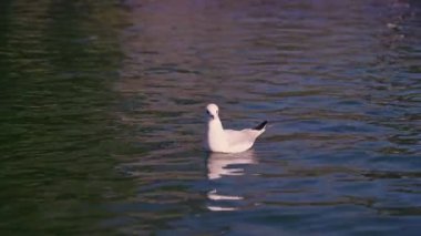 Gün ışığı yüzeyde dans ederken zarif bir martı sakin sularda süzülür ve dingin göl kıyısında güzel bir an yaratır..
