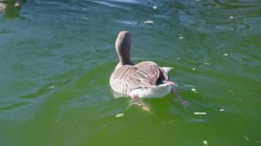 Güneşin sıcaklığı altında yüzen yapraklarla çevrili yemyeşil bir gölette ördek kürek çekerken huzurlu bir an gözlerimin önüne seriliyor..