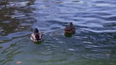 Renkli sonbahar yapraklarıyla çevrili, berrak sularda huzur içinde yüzen iki ördek..