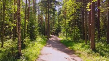 Hareketli bir ormanda, yaprakların arasından süzülen güneş ışığı, keşif ve sükuneti davet eden sakin bir patika..