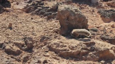 Küçük bir sincap, engebeli bir açık havada yiyecek ararken, çevik hareketlerini sergileyerek, güneşli kayalık zeminde koşar..