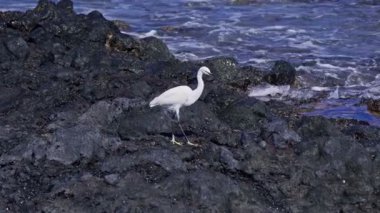 Karlı beyaz balıkçıl, deniz kenarındaki karanlık kayaların arasında dikkatlice manevra yapar, parlak bir gökyüzünün altında hafif dalgaların çarptığı balıkları arar..