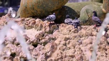 Parlak güneşli bir günde, birden fazla güvercin renkli bir çeşmeyi çevreleyen kayalık arazide oturur. Suyun sıçrama sesi kuşların sıcak güneşin tadını çıkarması gibi canlı bir zemin oluşturur..