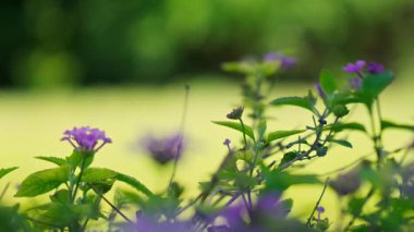 Narin mor çiçekler rüzgarda hafifçe sallanıyor, ılık güneş ışığıyla aydınlatılıyor, huzurlu bahçeye canlı renkler getiriyor..