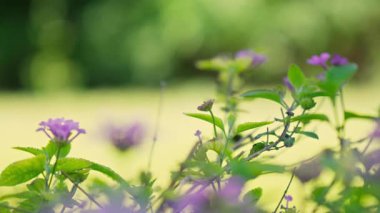 Narin çiçekler yemyeşil bir bahçede açar, hafif meltemde dans eder parlak mavi bir gökyüzünün altında, dingin bir atmosfer yaratır..