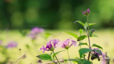 Narin mor çiçekler zarif bir şekilde canlı bir bahçede yükselir, doğanın uyanışıyla sıcak güneş ışığının tadını çıkarırlar..