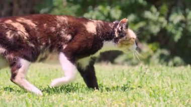 Neşeli bir yavru kedi, çiçeklerin arasında zarafetle yürürken ılık güneş ışığının tadını çıkararak canlı yeşil çimenleri keşfeder..