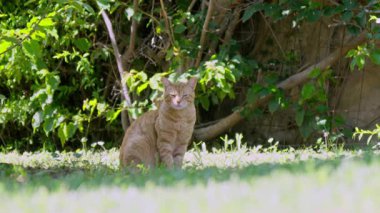 Neşeli bir turuncu kedi, yeşil ve güneş ışığıyla çevrili canlı bir bahçede güven içinde oturur ve saklı hazinelerin üzerine atlamaya hazırdır..