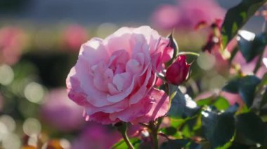 Hassas pembe güller sıcak güneş ışığı altında serpilerek doğal güzellik ve renkle dolu huzurlu bir bahçe ortamı yaratır..