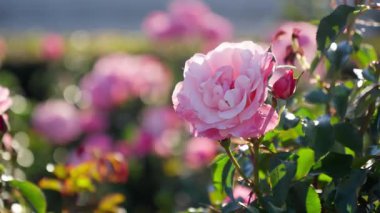 Narin pembe güller açarak bahçeyi canlı renklerle ve ılık öğleden sonra güneşinin altında hoş kokularla dolduruyor..