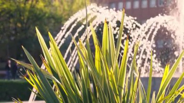 Yemyeşil yapraklar bir çeşme çerçevesi, güneş ışığı damlacıkları aydınlatırken insanlar altın saat boyunca arka planda gezinirler..