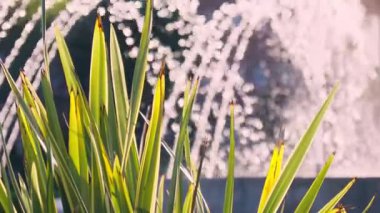 Güneş ışığı yakınlardaki bir çeşmenin suyunda parıldarken, hareketli yapraklar rüzgarda dans ederek sakin bir park ortamı yaratıyor..