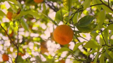 Dallardan sarkan parlak portakallar serin bir öğleden sonra yumuşak güneş ışığıyla aydınlatılıyor..