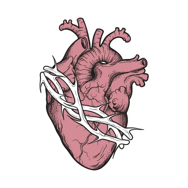 Ludzkie Serce Cierniach Anatomicznie Poprawny Ręcznie Rysowane Linii Sztuki Dotwork Wektor Stockowy