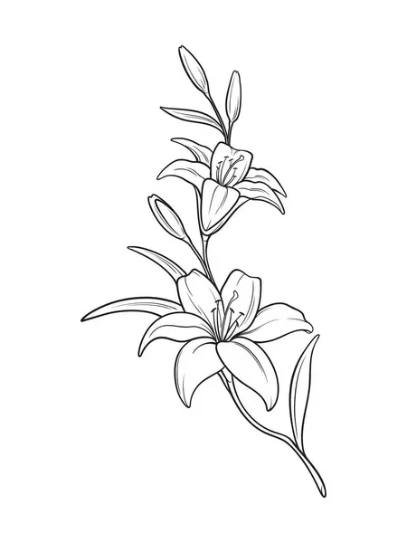 Lily Branch Flowers Hand Drawn Line Art Tattoo Design Isolated Royalty Free Stock Illustrations