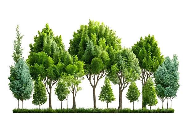 Bomen Lijn Tuin Geïsoleerd Witte Achtergrond Illustratie — Stockfoto