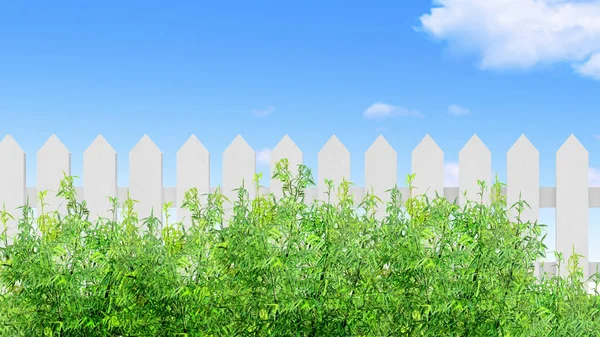 Beyaz Ahşap Çit Yeşil Bambu Çalısı Izole Edilmiş Boyutlu Illüstrasyon — Stok fotoğraf