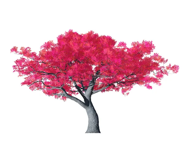 Fantasi Sakura Träd Blom Isolerad Vit Bakgrund Illustration — Stockfoto