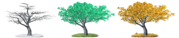 在白色背景上与不同季节隔离的树 3D插图 — 图库照片