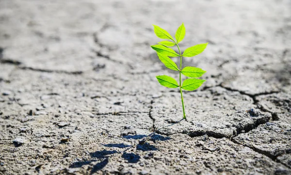 Piccolo Germoglio Verde Che Cresce Nel Deserto Concetto Resilienza Della — Foto Stock