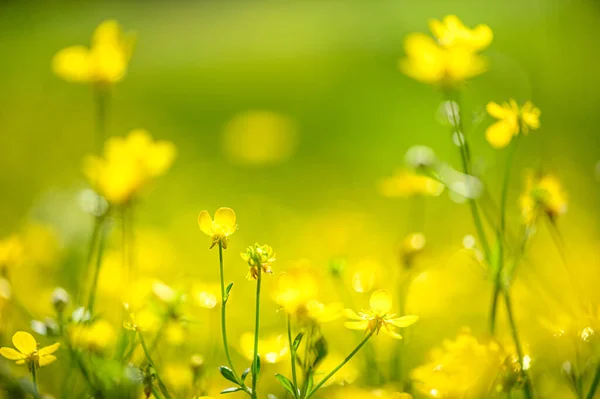 Flores Amarillas Hermoso Fondo Natural Primavera — Foto de Stock