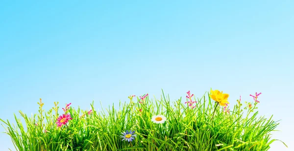 Grünes Gras Und Wilde Blumen Schöner Frühlingshintergrund — Stockfoto