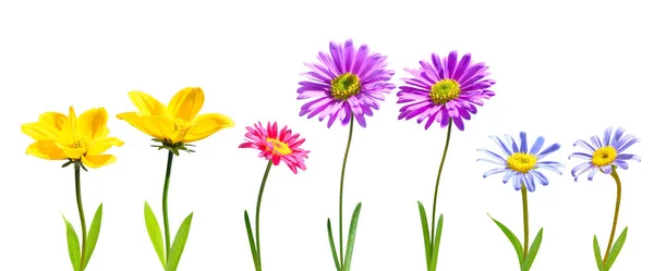 Sada Jarních Květin Izolovaných Bílém Pozadí — Stock fotografie