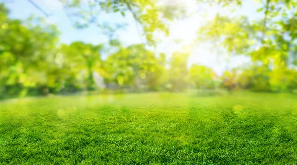 Grünes Gras Verschwommen Hintergrund Mit Sonnenstrahlen Parkwiese — Stockfoto