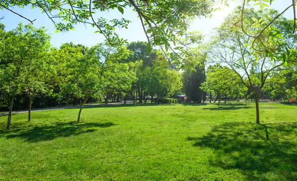 Park Green Grass Lawn Trees Spring — Stockfoto