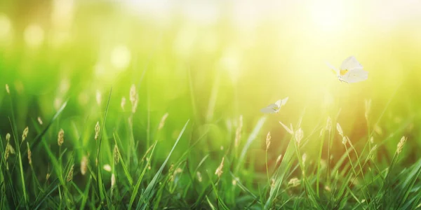 緑の草と晴れた日に蝶をなびかせカラフルな自然ぼやけた夏の背景 ソフトフォーカス パノラマビュー — ストック写真