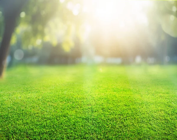 自然な草の背景にぼんやりとしたボケと太陽 — ストック写真