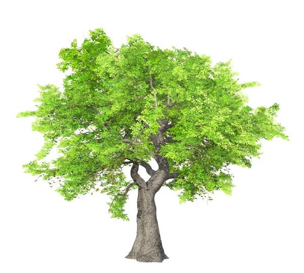Árvore Verde Isolada Sobre Fundo Branco Ilustração — Fotografia de Stock