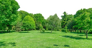 Baharda çimenli bahçe ve park manzarası ve beyaz arka planda izole edilmiş yeşil ağaçlar.