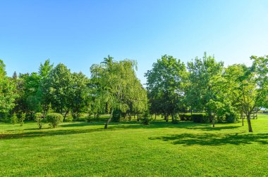 Yaz parkında yeşil çimlerin ve ağaçların güneşli manzarası