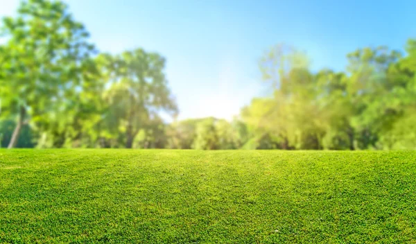 ぼんやりとしたボケと太陽の光を背景にした自然芝野 — ストック写真