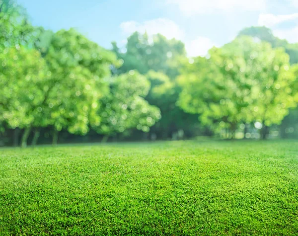 公園にはぼんやりとしたボケと木がある自然芝の畑の背景 — ストック写真